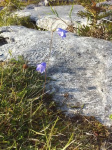 Burren Wildflowers