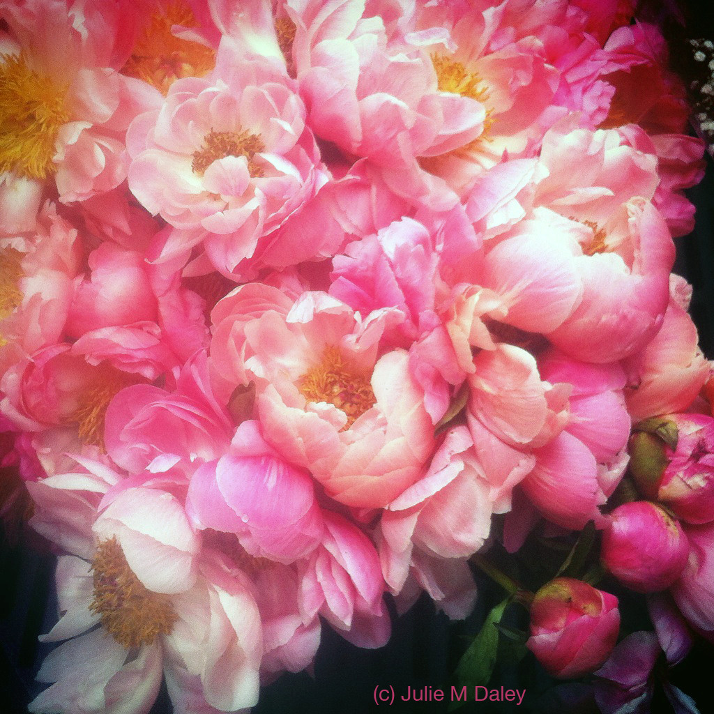 peonies